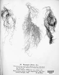 Bryopogon jubatus image